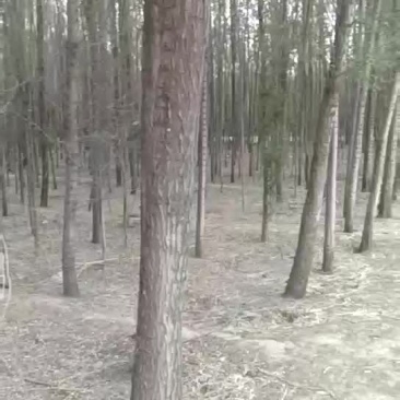 榆树