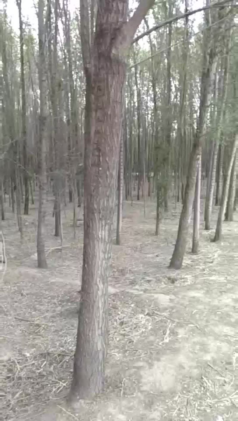 榆树