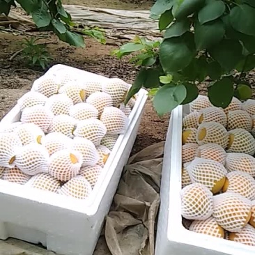 金太阳杏