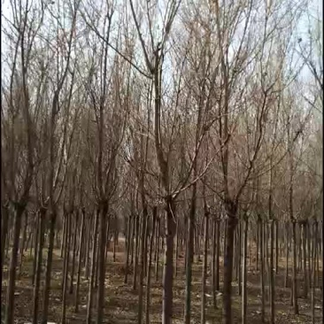 金叶榆金叶棰榆自家苗圃量大，价格不高支持中介