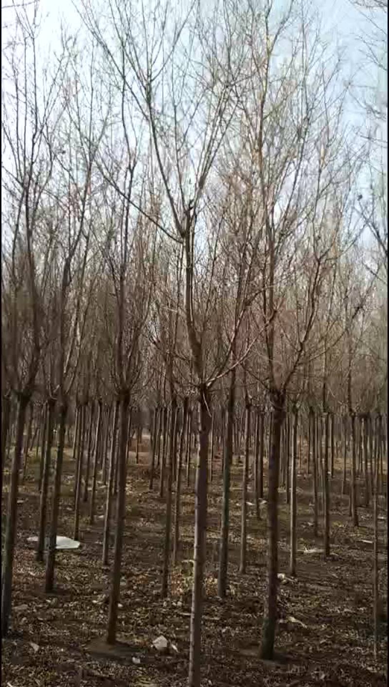 金叶榆金叶棰榆自家苗圃量大，价格不高支持中介