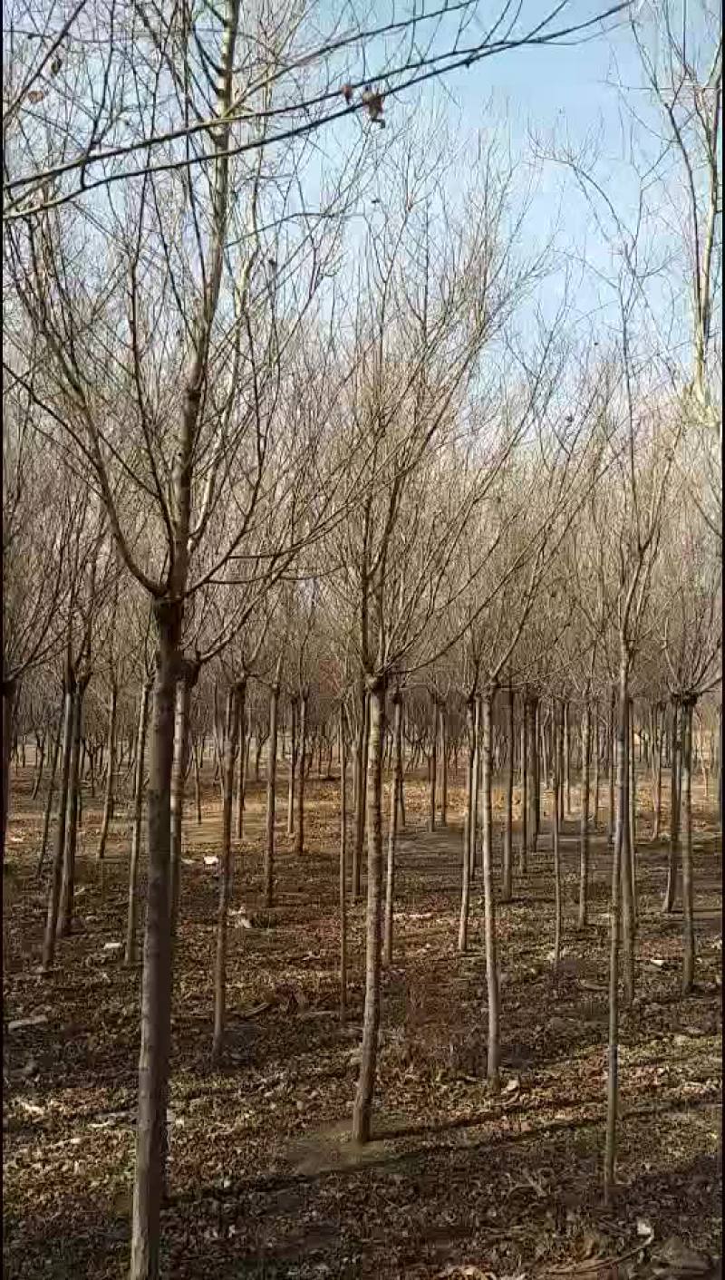 金叶榆金叶棰榆自家苗圃量大，价格不高支持中介