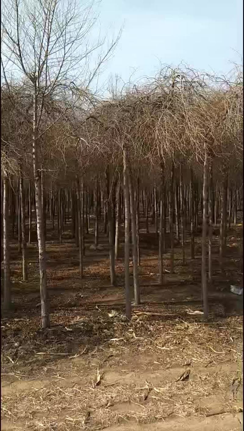 金叶榆金叶棰榆自家苗圃量大，价格不高支持中介