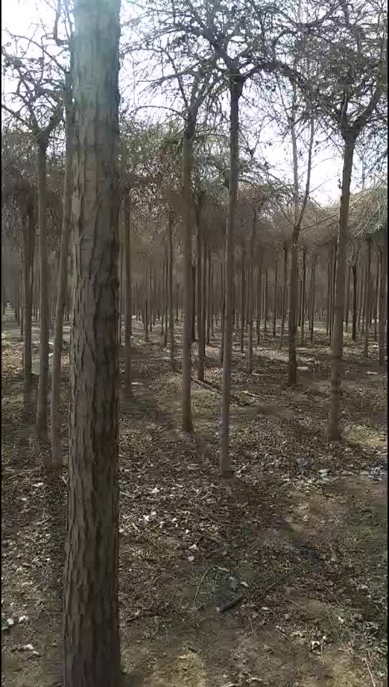 金叶榆金叶棰榆自家苗圃量大，价格不高支持中介