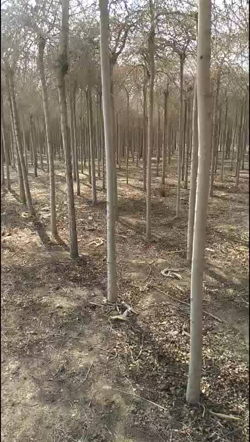 金叶榆金叶棰榆自家苗圃量大，价格不高支持中介