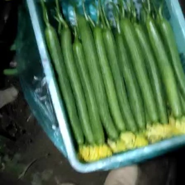丝瓜大量上市