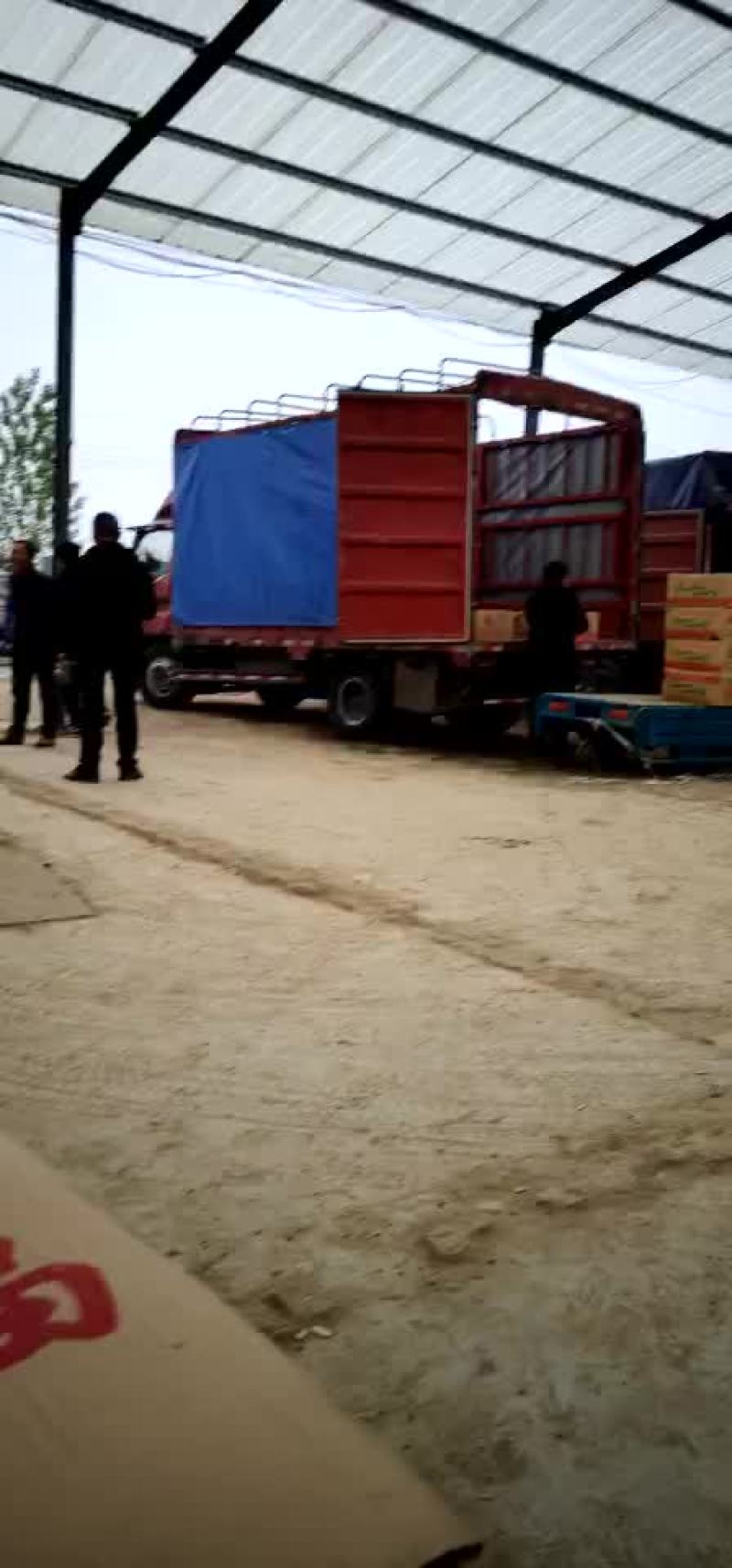 丝瓜大量上市