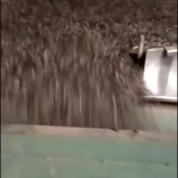 精选油葵