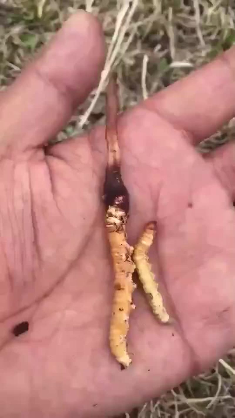 冬虫夏草。