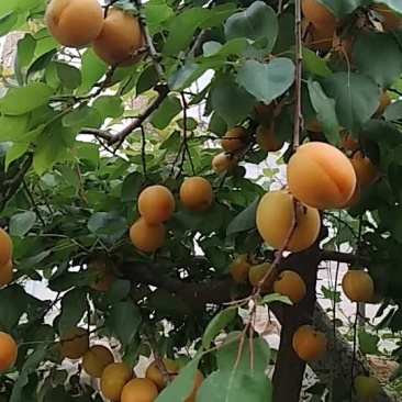 金太阳杏大量上市