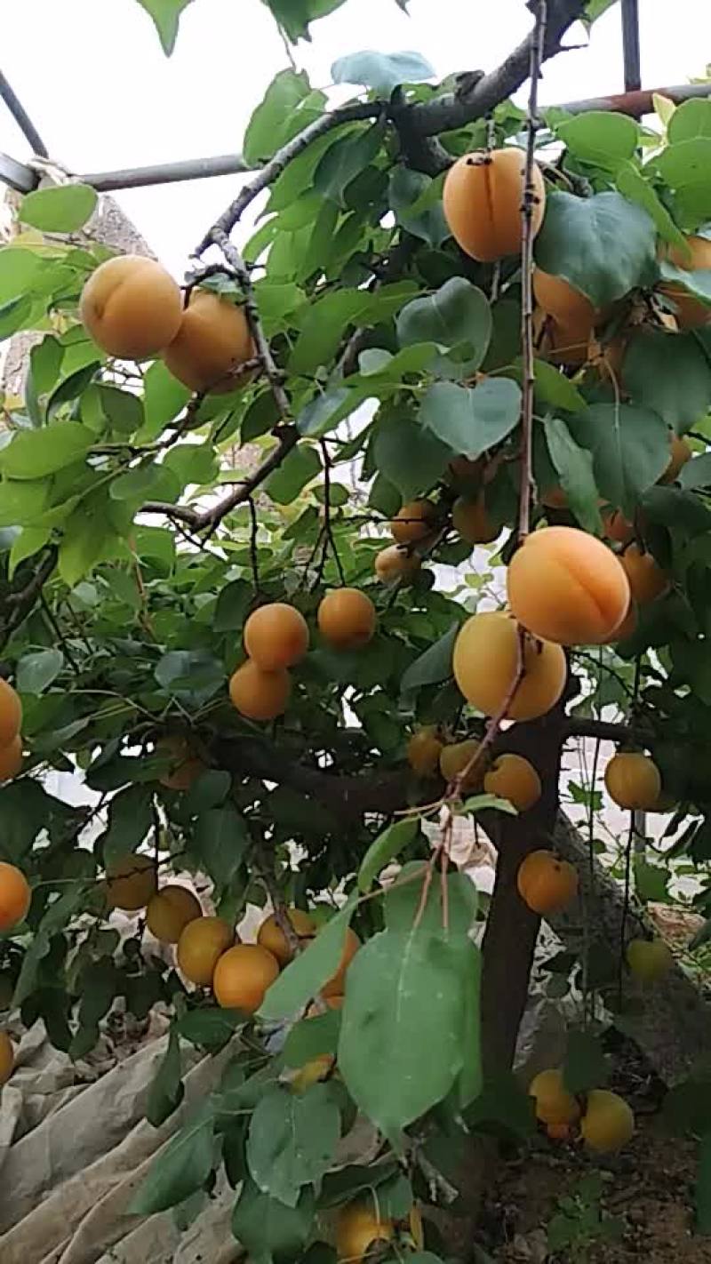 金太阳杏大量上市