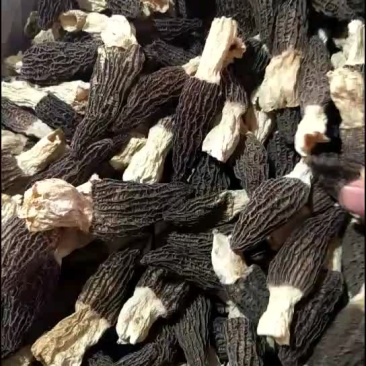 羊肚菌干货