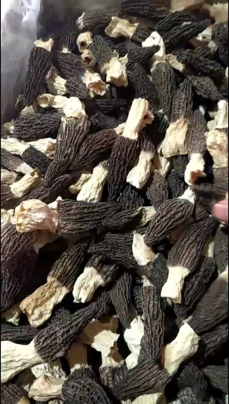 羊肚菌干货