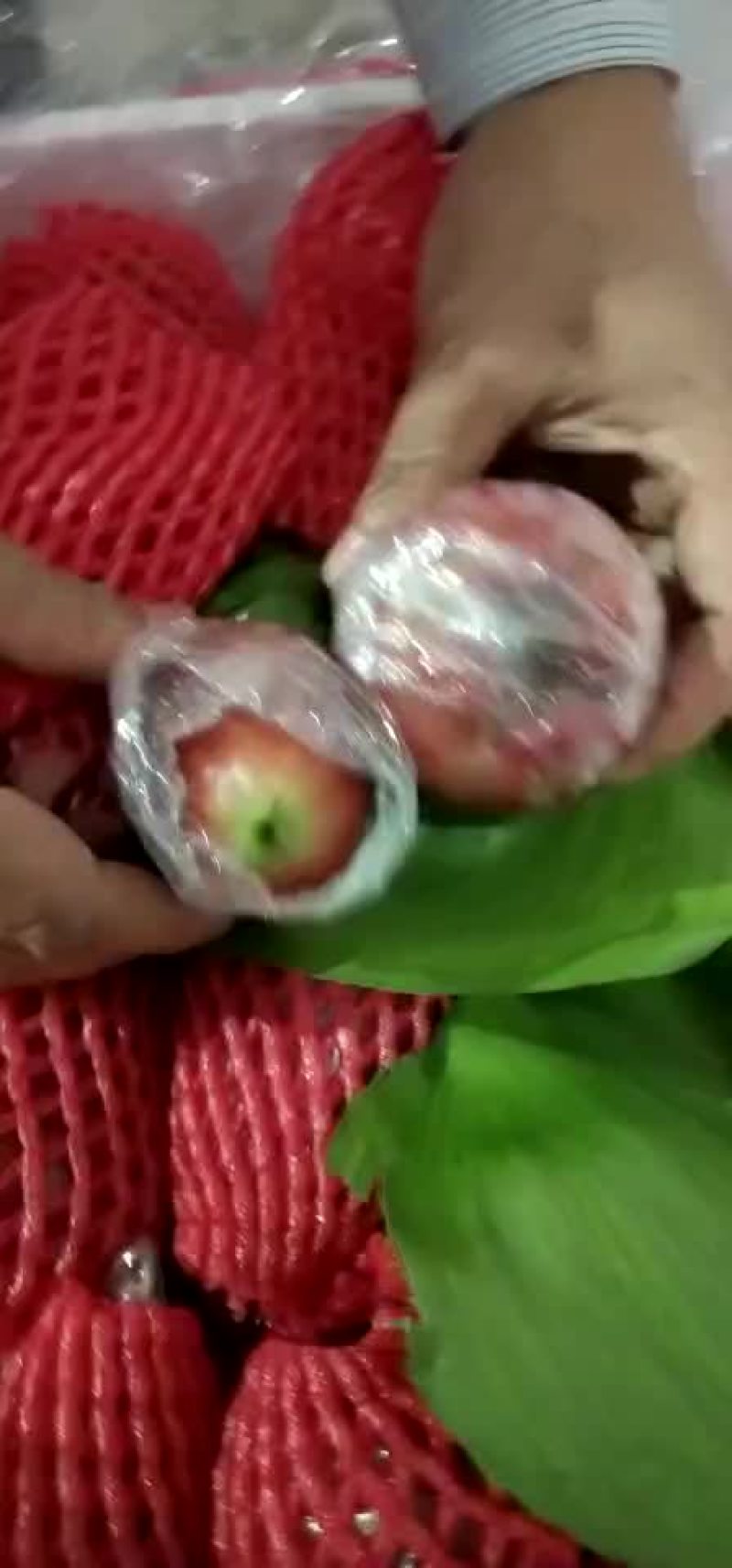 莲雾批发，，，，，，，，，，，，，，，，，，，，