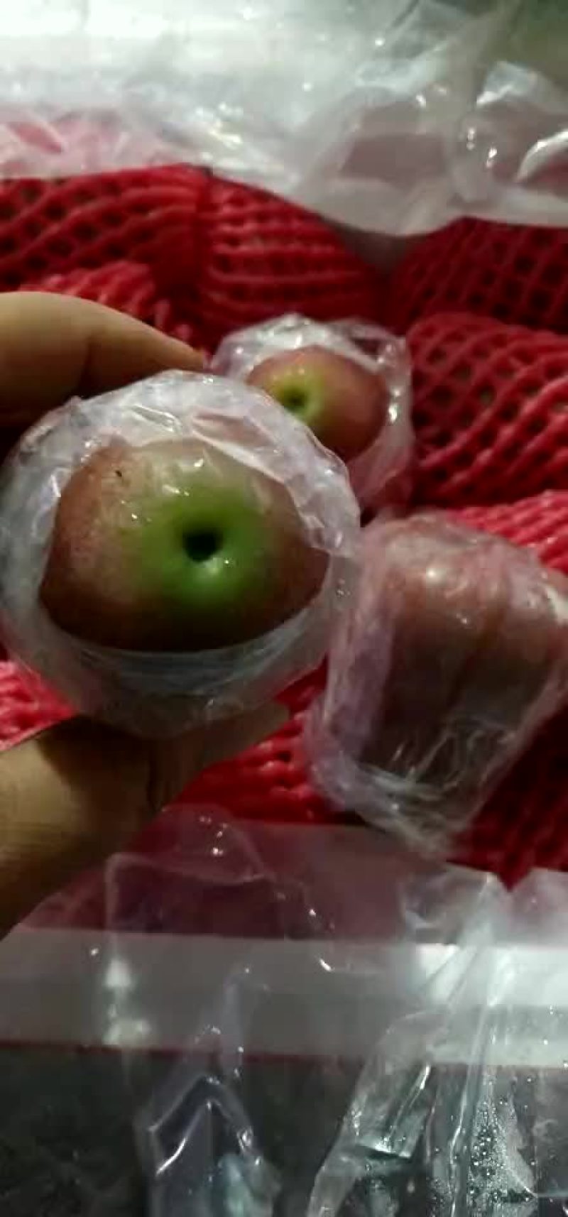 莲雾批发，，，，，，，，，，，，，，，，，，，，