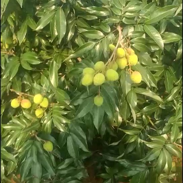 妃子笑荔枝