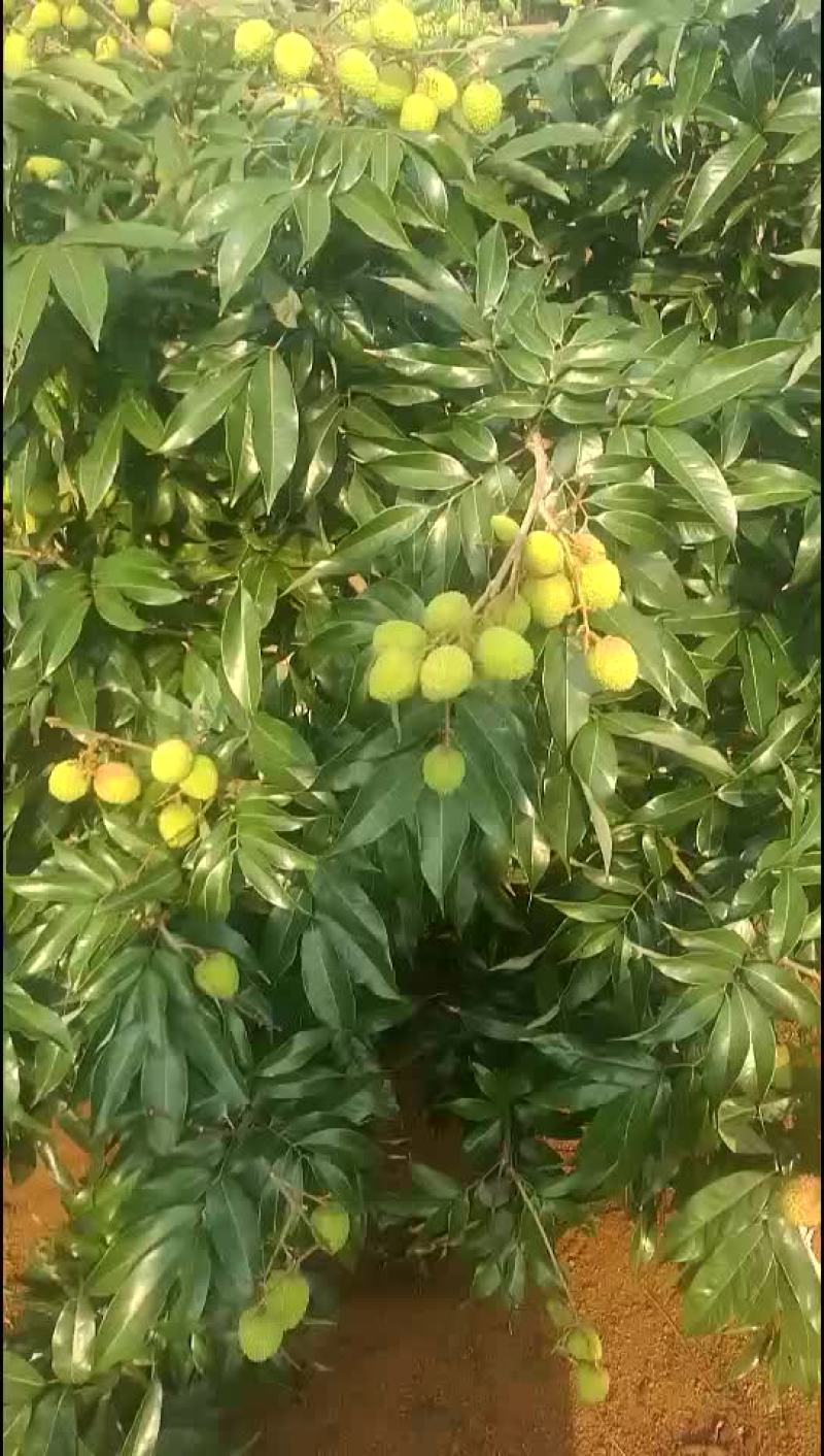 妃子笑荔枝
