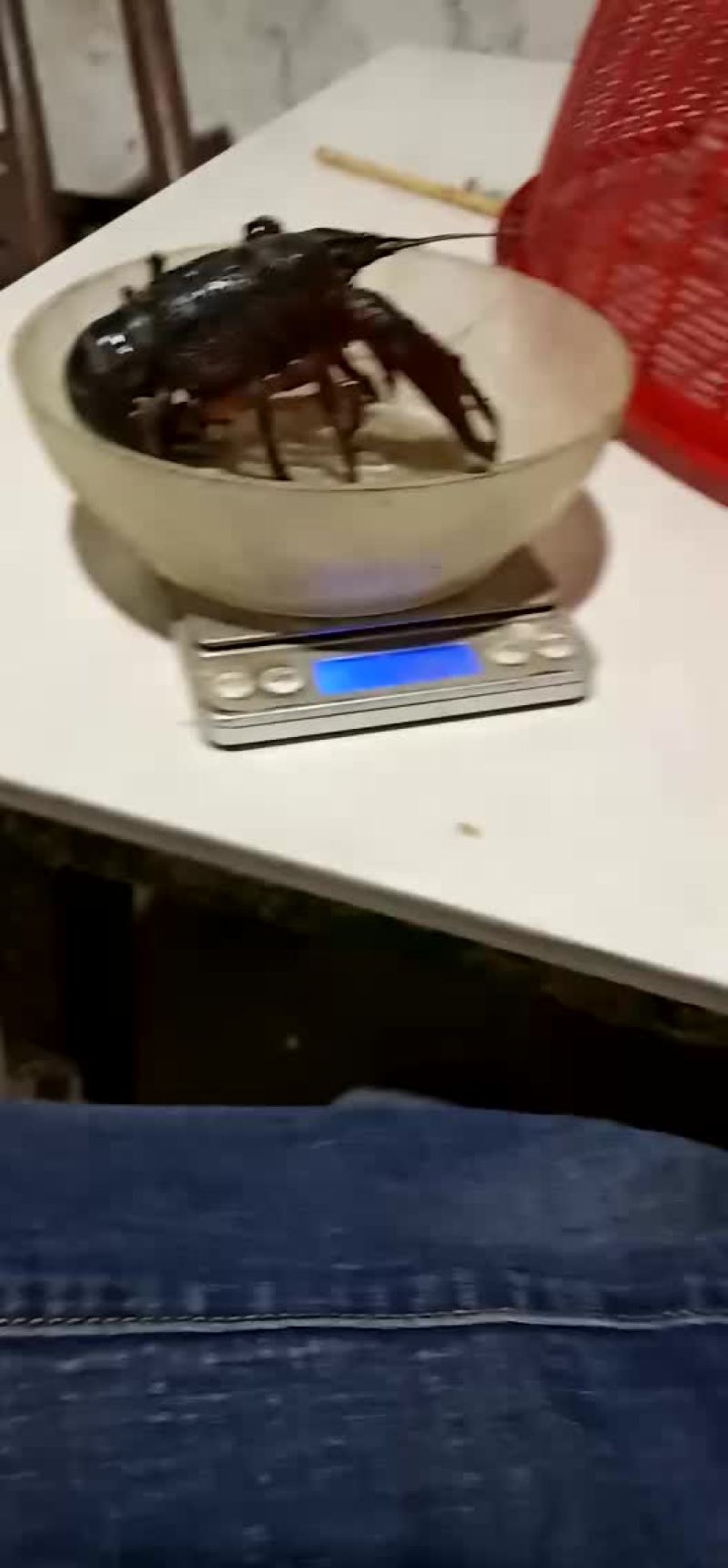 虾苗80——120尾