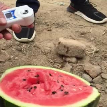 甜王西瓜
