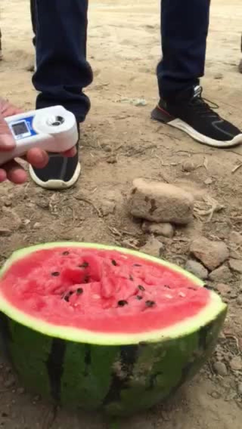 甜王西瓜