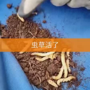 冬虫夏草