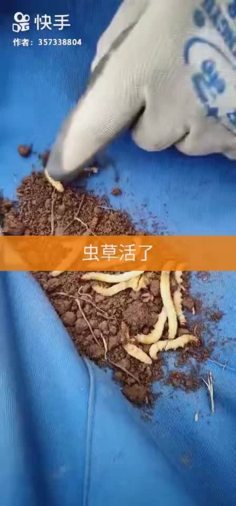 冬虫夏草
