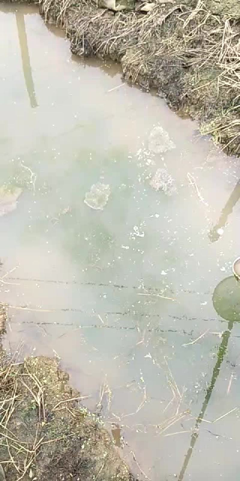 卵块和蝌蚪苗