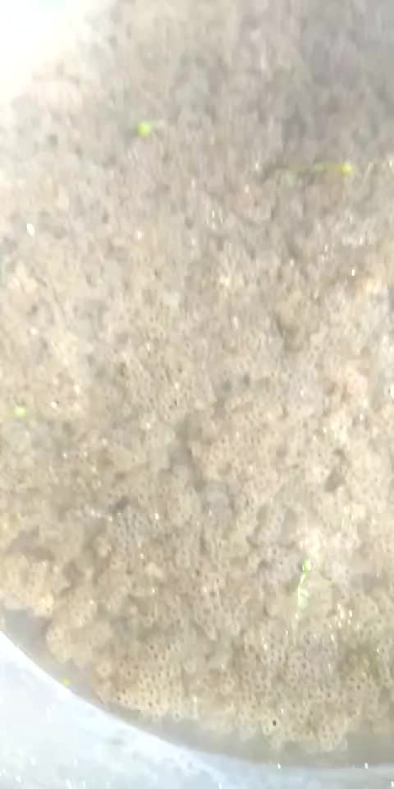 卵块和蝌蚪苗