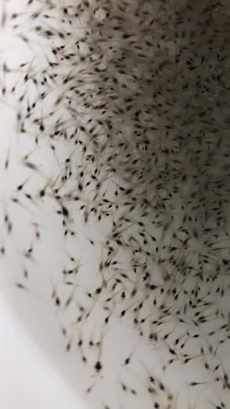对虾苗