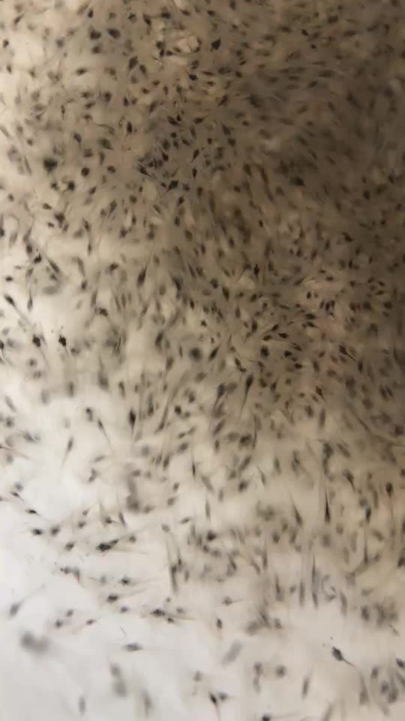 对虾苗