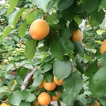 金太阳杏