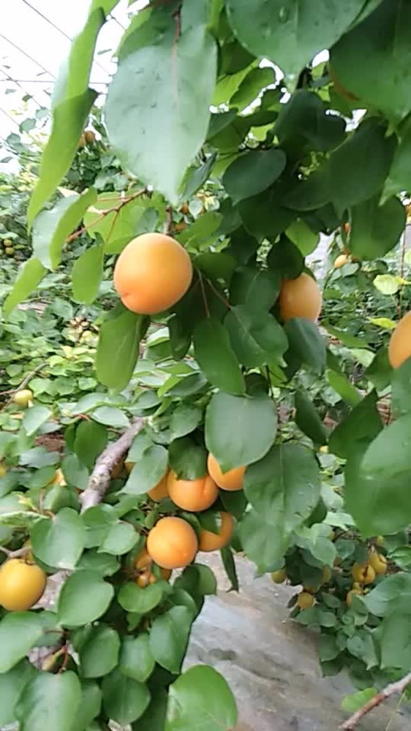 金太阳杏