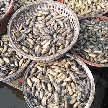海蛏，