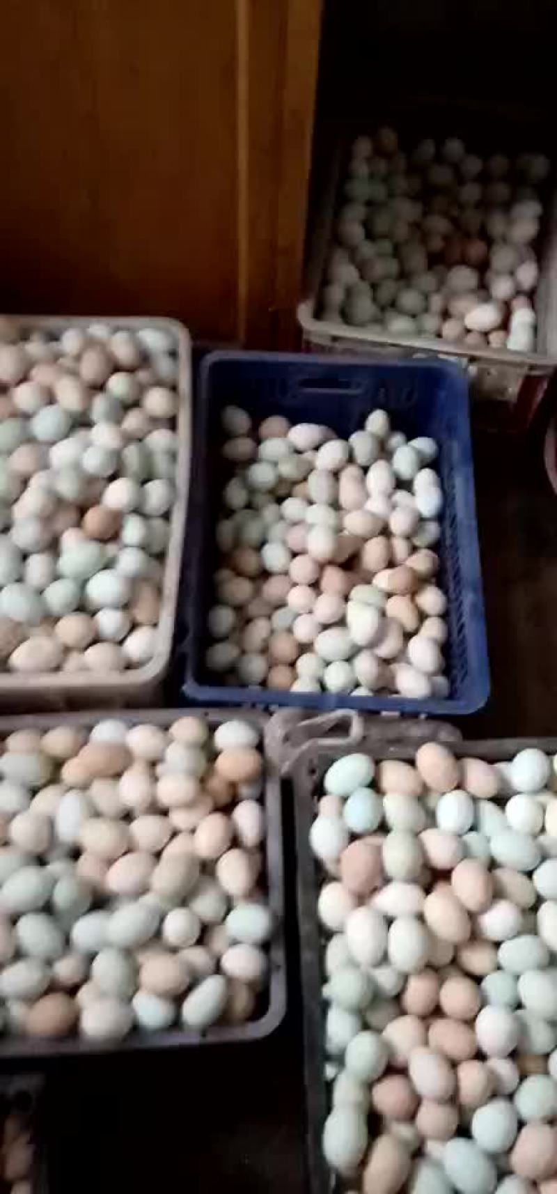 珍珠鸡种蛋
