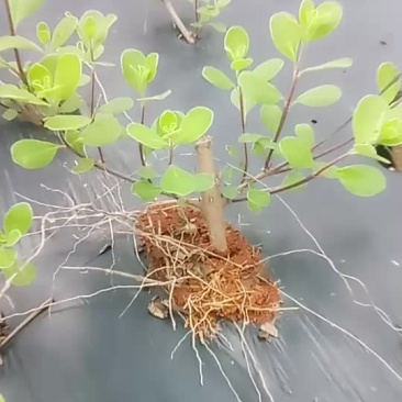 正宗单叶蔓荆子扦插苗