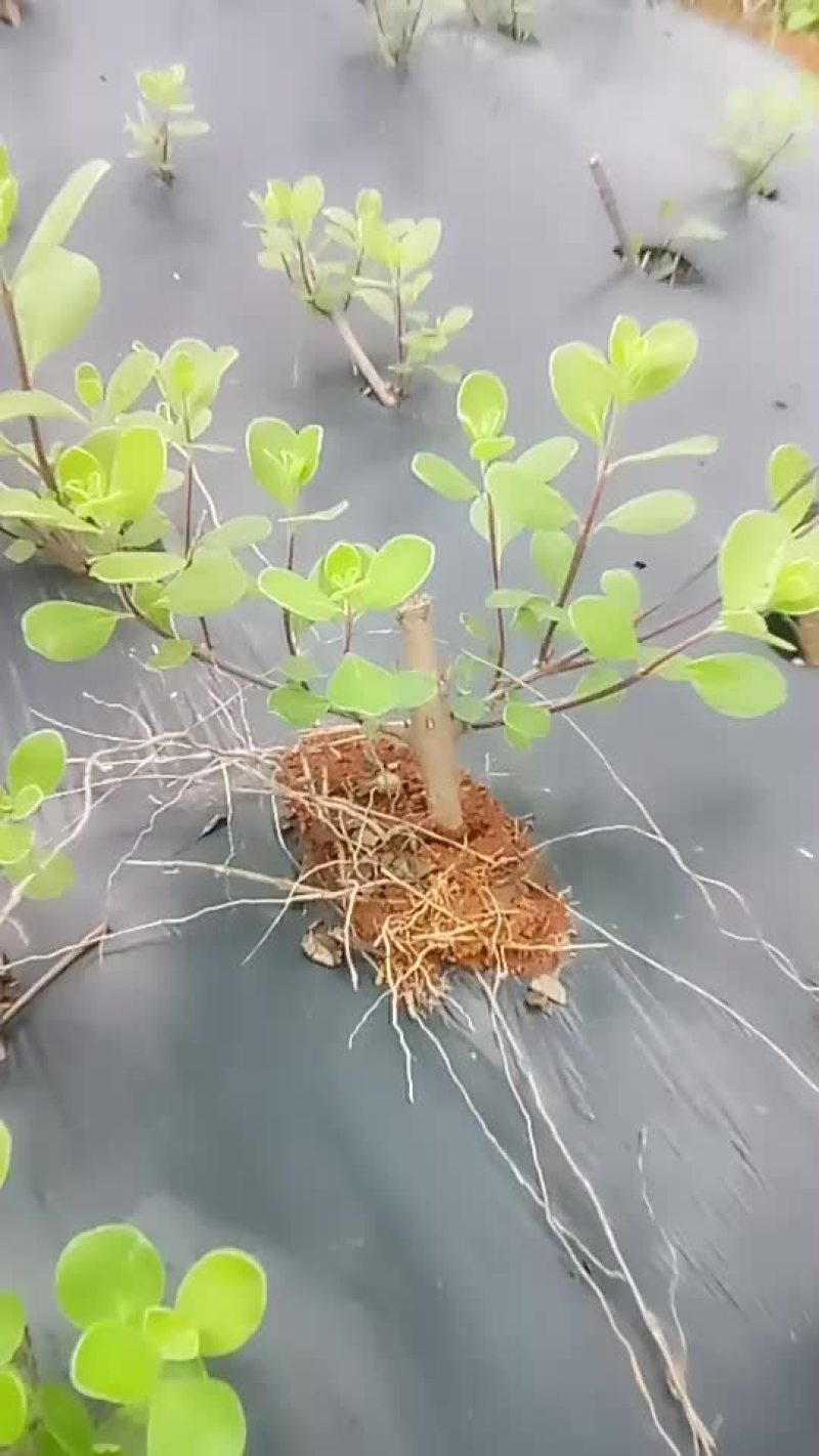 正宗单叶蔓荆子扦插苗