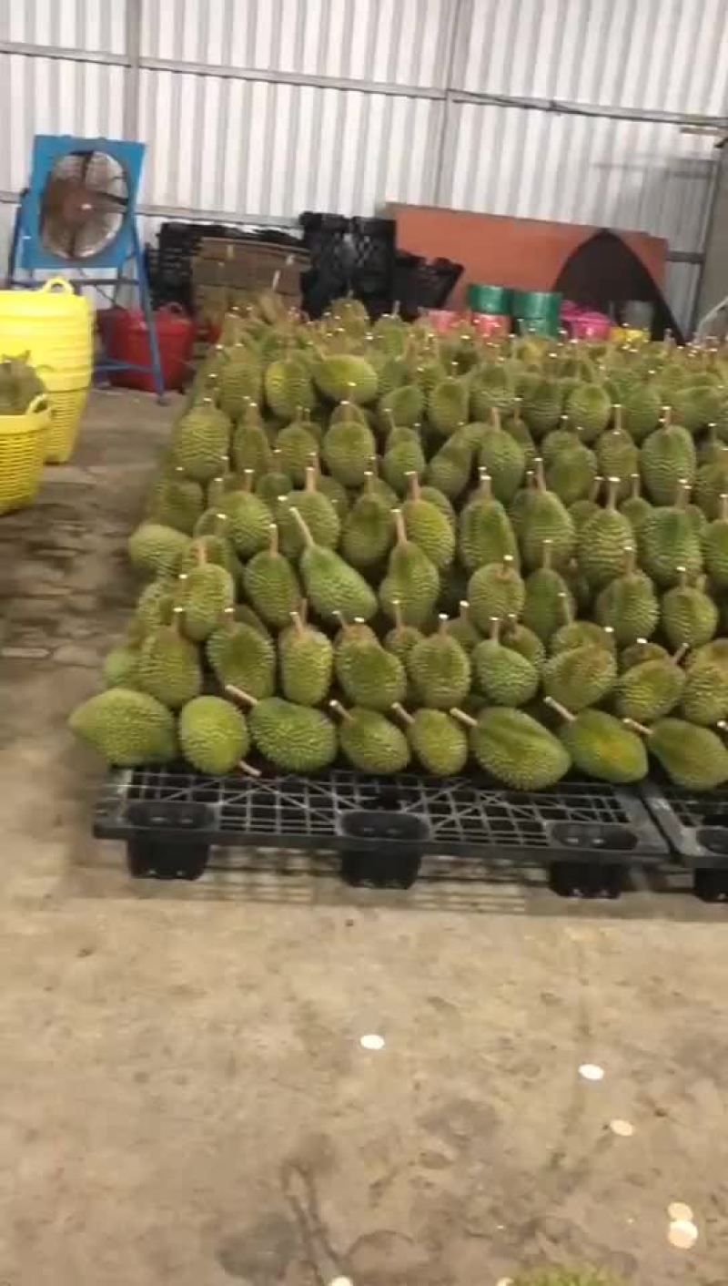 榴莲