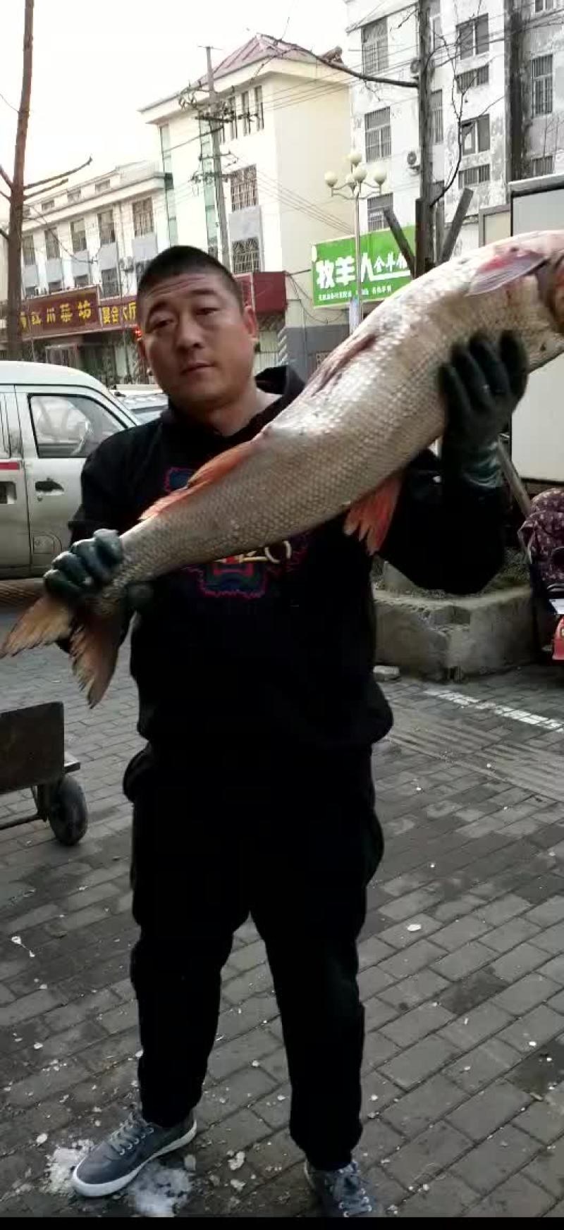 白条鱼