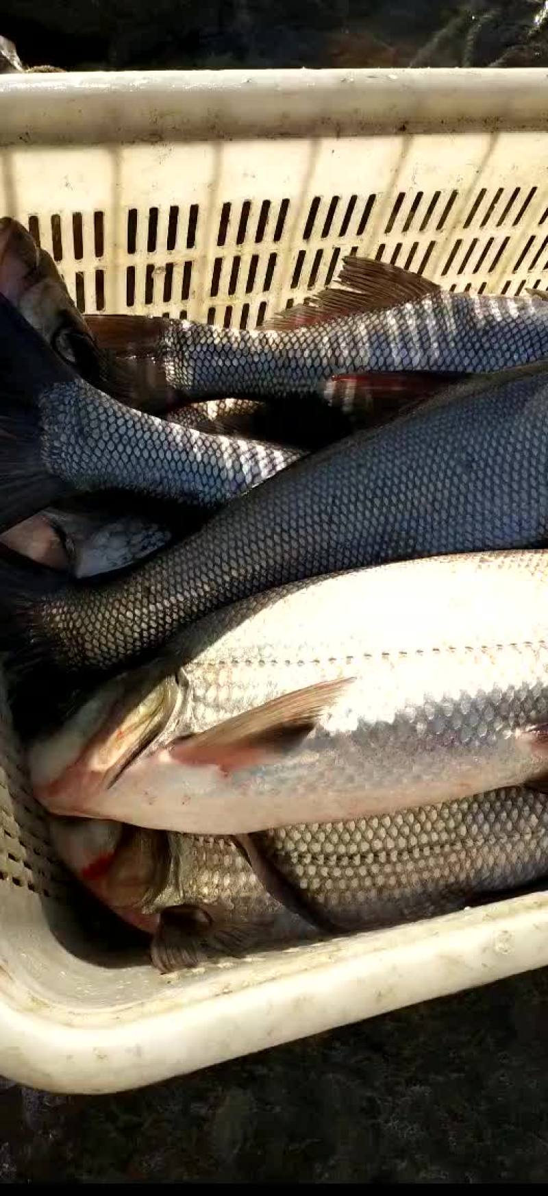 白条鱼