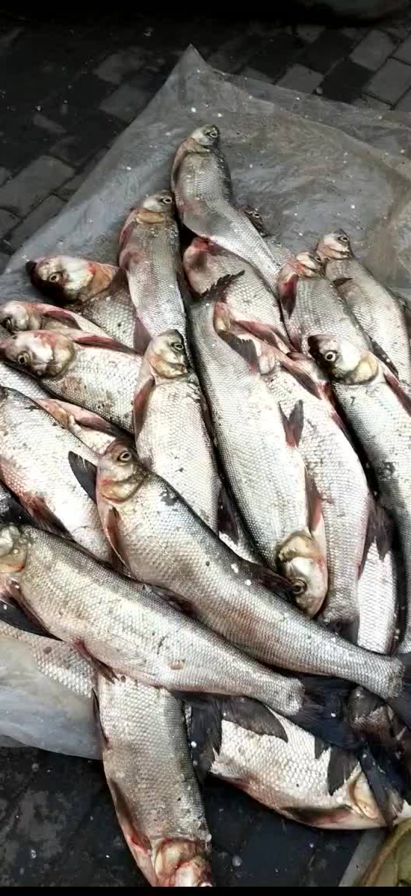 白条鱼