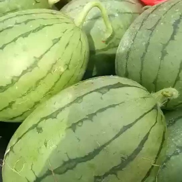 西瓜早春红玉西瓜西瓜大量上市货源充足产地直销