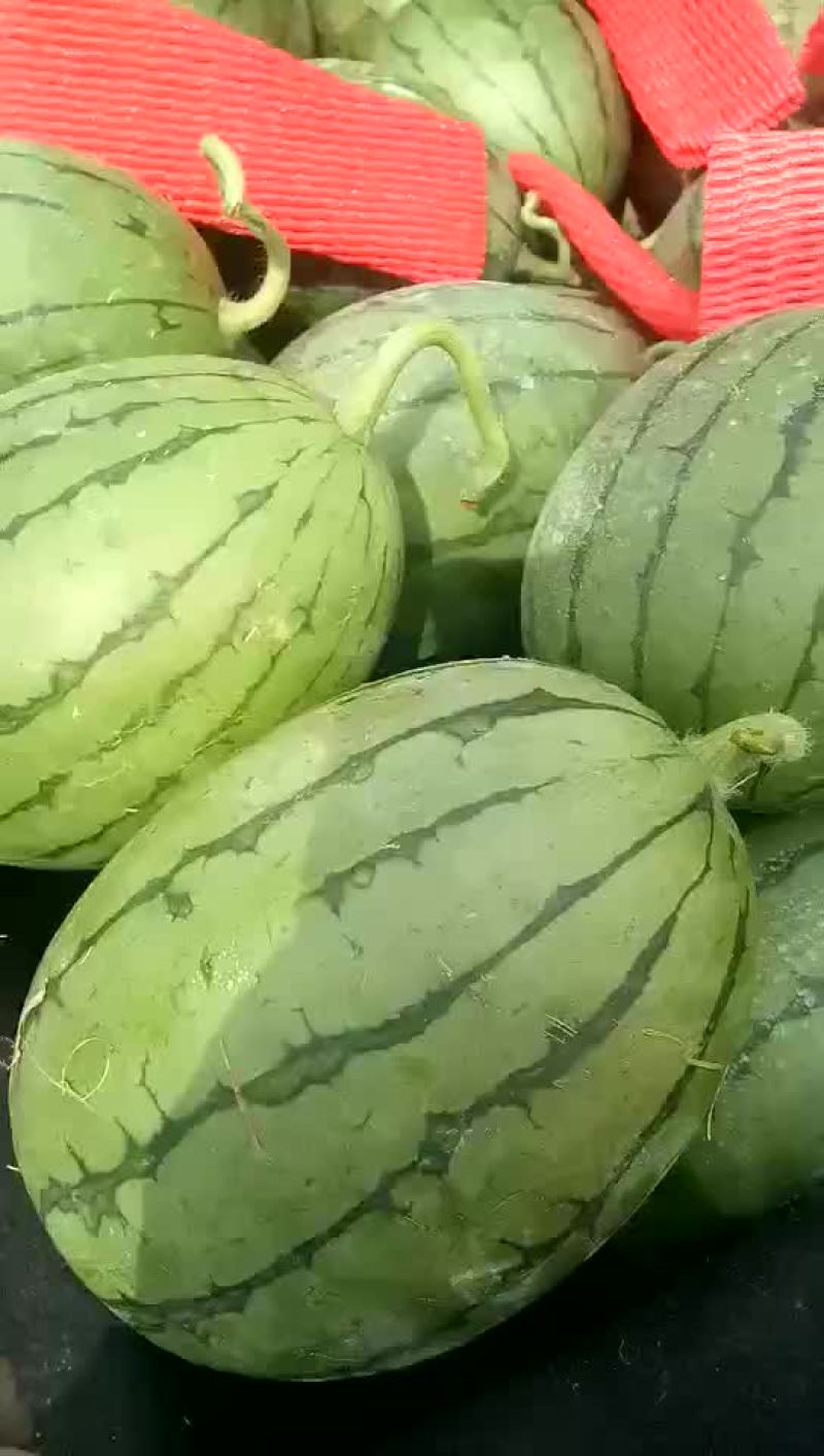 西瓜早春红玉西瓜西瓜大量上市货源充足产地直销