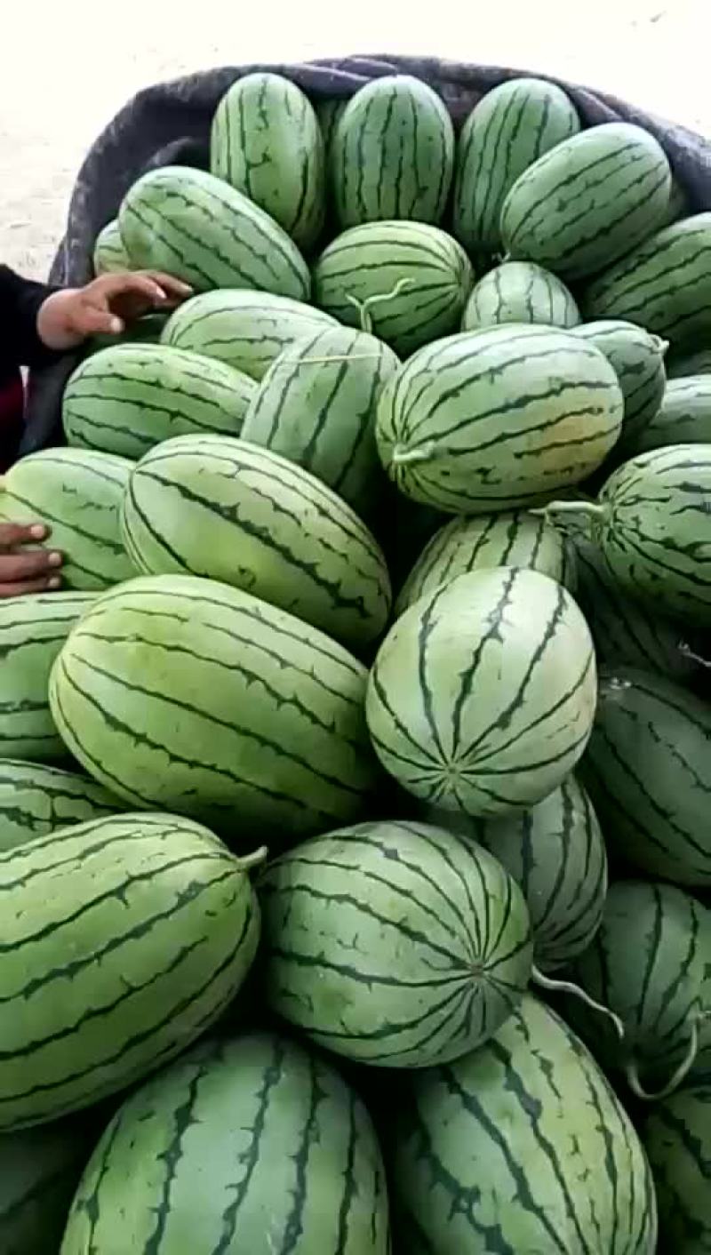 西瓜早春红玉西瓜西瓜大量上市货源充足产地直销