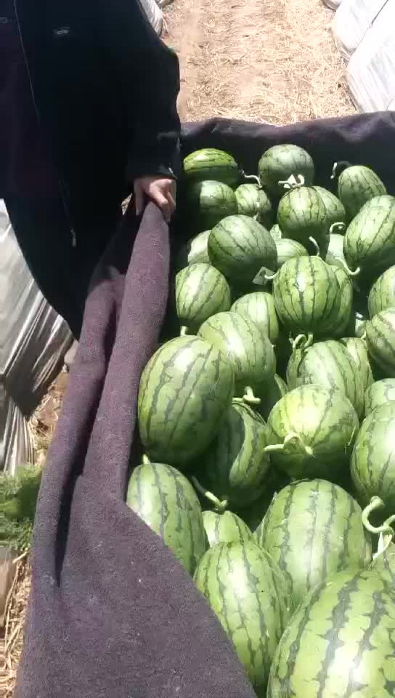 西瓜早春红玉西瓜西瓜大量上市货源充足产地直销