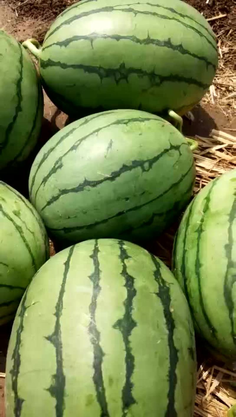 西瓜早春红玉西瓜西瓜大量上市货源充足产地直销
