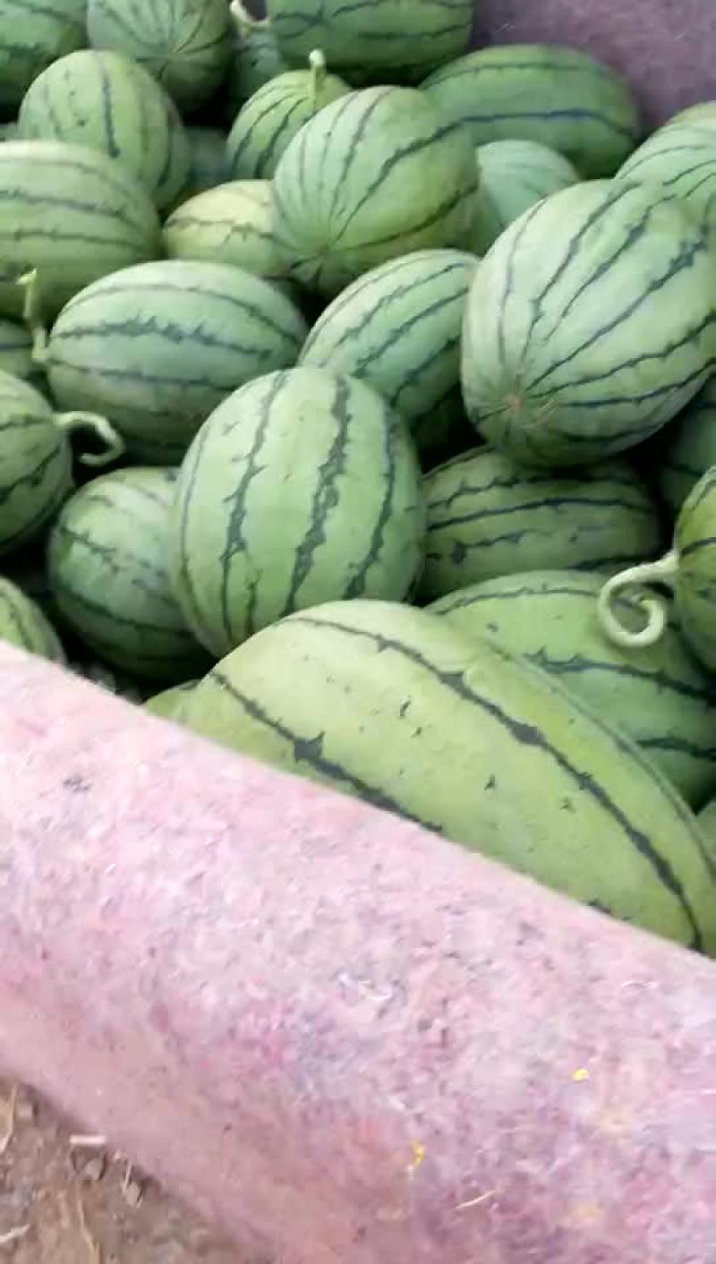 西瓜早春红玉西瓜西瓜大量上市货源充足产地直销