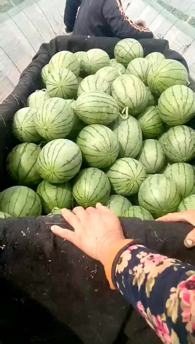 西瓜早春红玉西瓜西瓜大量上市货源充足产地直销
