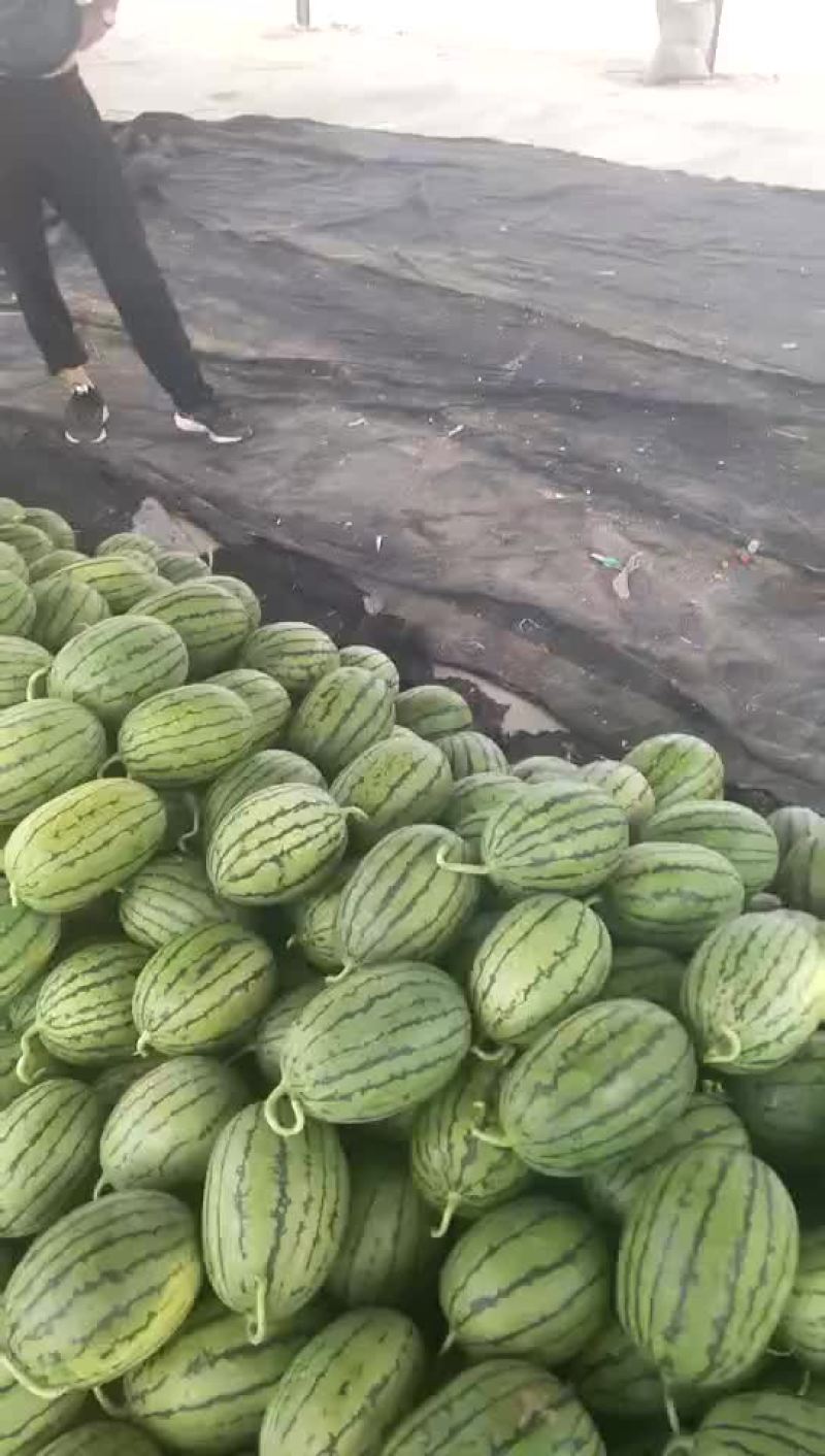 西瓜早春红玉西瓜西瓜大量上市货源充足产地直销