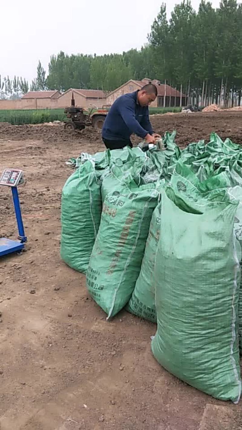 山东德州干鸡粪厂家直销
