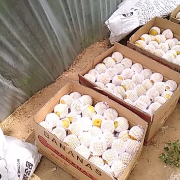 金太阳杏